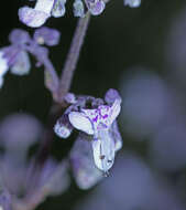 Image of Isodon japonicus var. glaucocalyx (Maxim.) H. W. Li