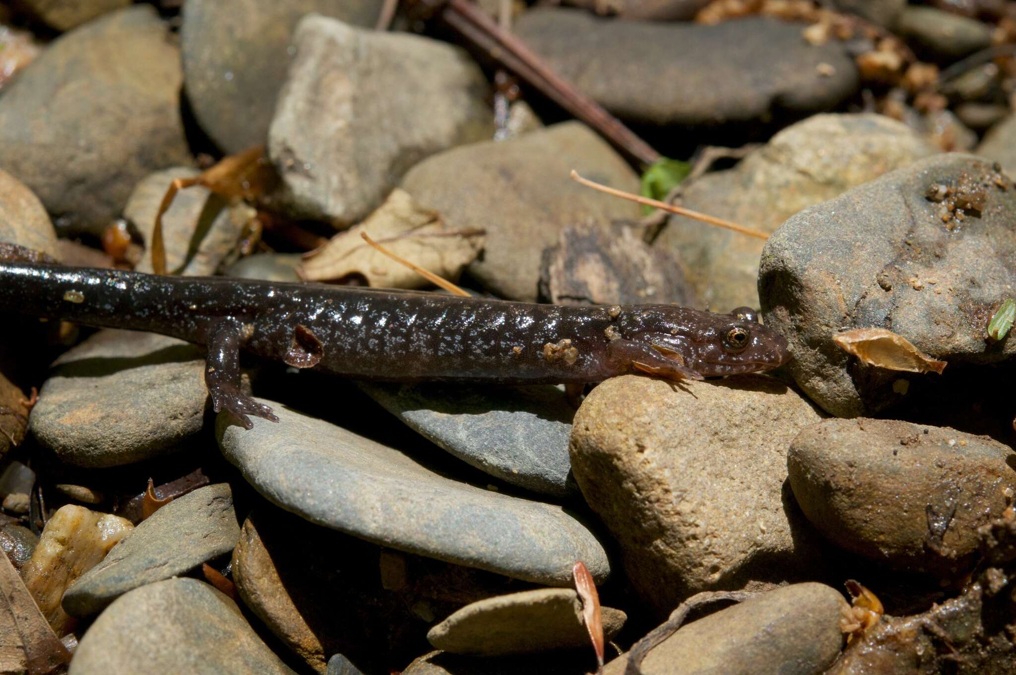 Image of Desmognathus orestes Tilley & Mahoney 1996