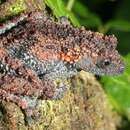 Image of Theloderma gordoni Taylor 1962