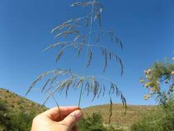 Image of Eragrostis rotifer Rendle