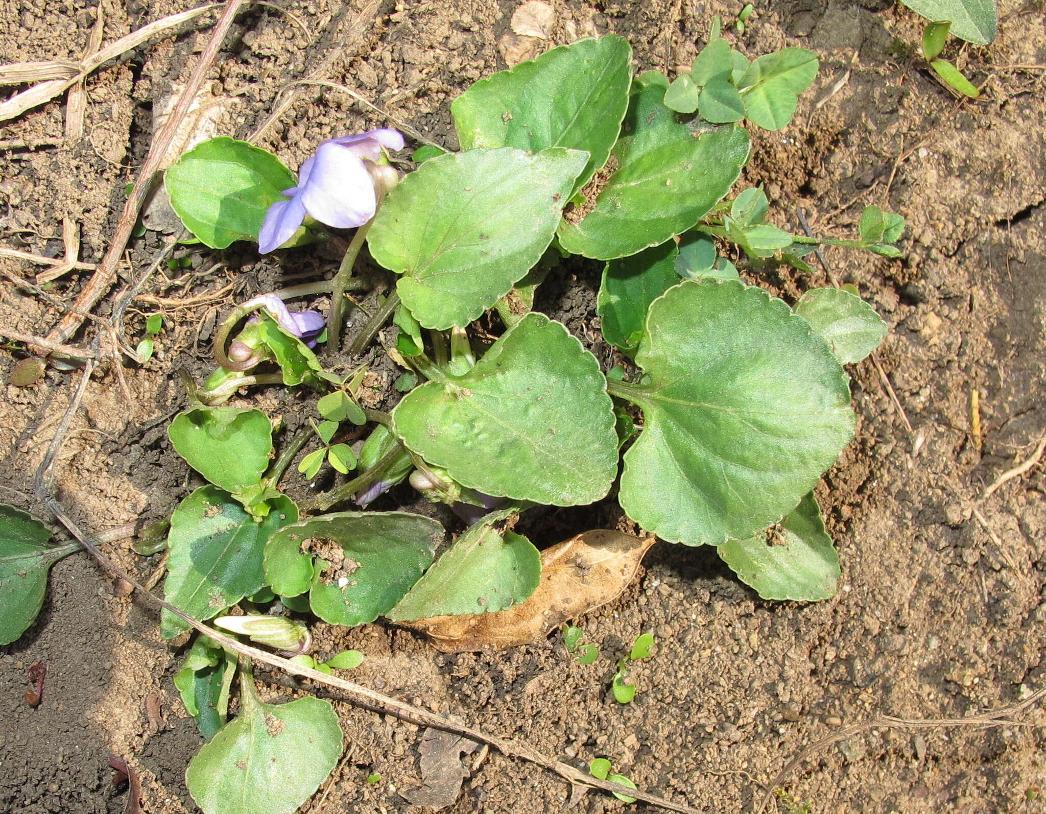 Image of <i>Viola <i>sororia</i></i> var. sororia