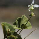 Image of Pelargonium worcesterae Knuth