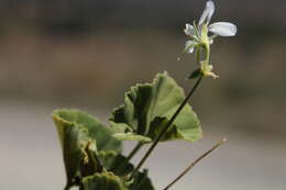 Image of Pelargonium worcesterae Knuth