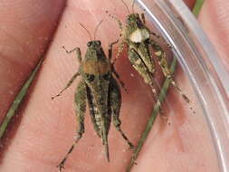 Image of Mexican Pygmy Grasshopper