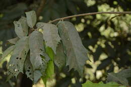 Image de Pterospermum reticulatum Wight & Arn.