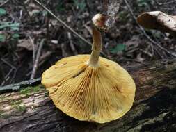 Image de Pholiota polychroa (Berk.) A. H. Sm. & H. J. Brodie 1935