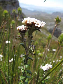 Image of Anaxeton ellipticum Lundgren