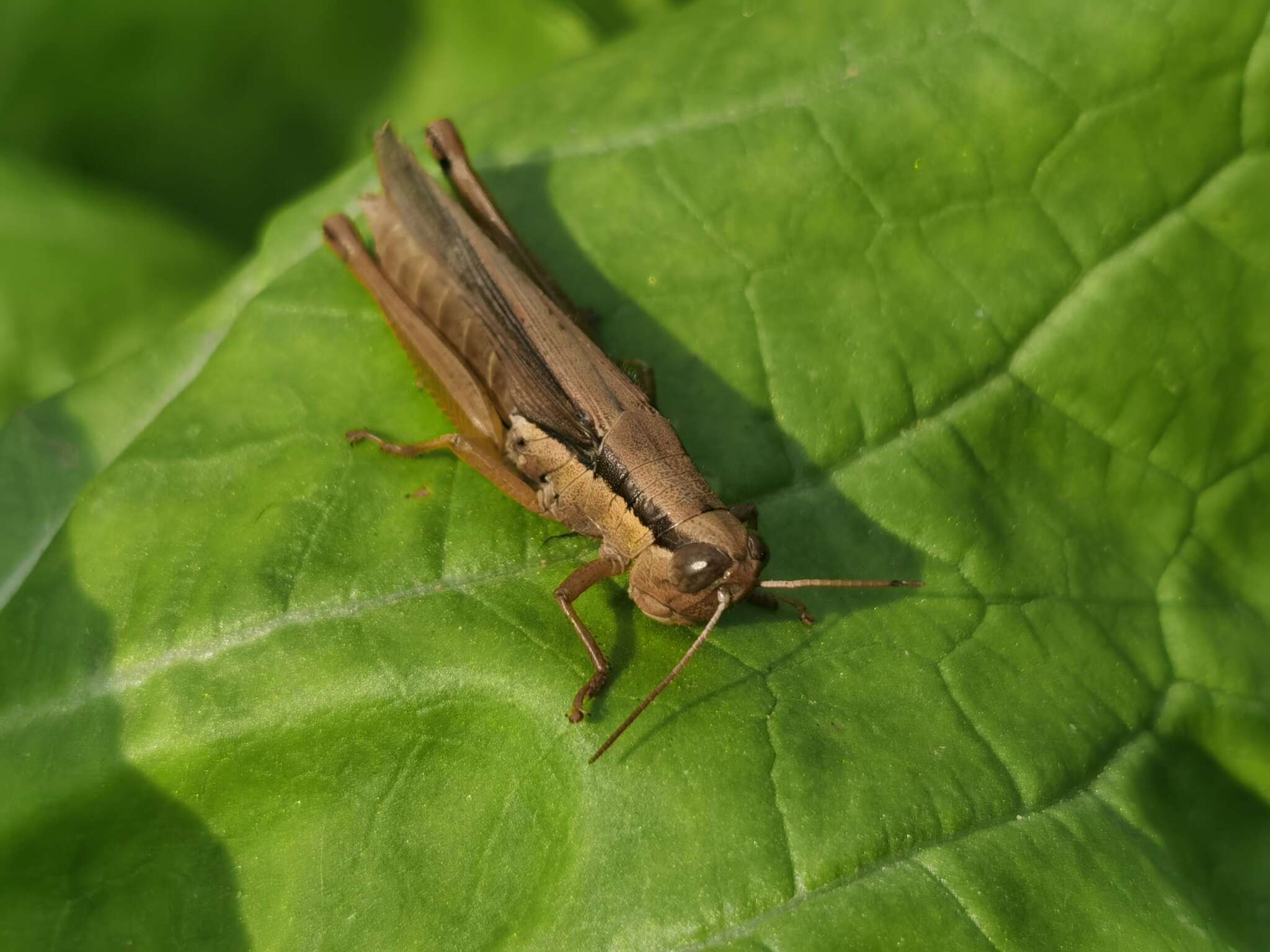 Image of Grasshopper