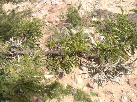 Image of Parkinsonia andicola