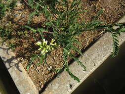 Image of Astragalus garbancillo Cav.