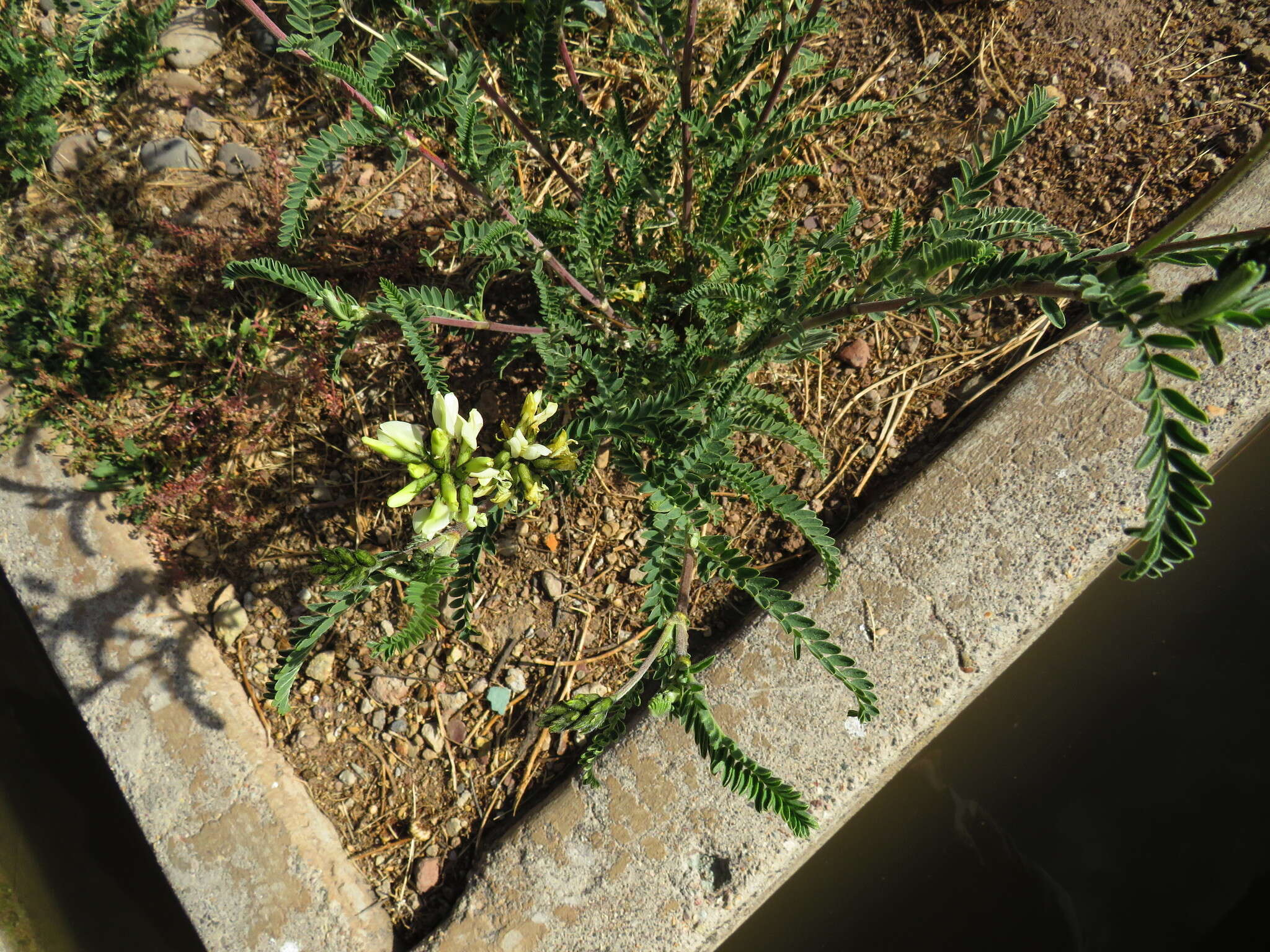 Imagem de Astragalus garbancillo Cav.