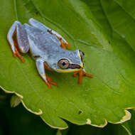 Image of Madagascar Reed Frog
