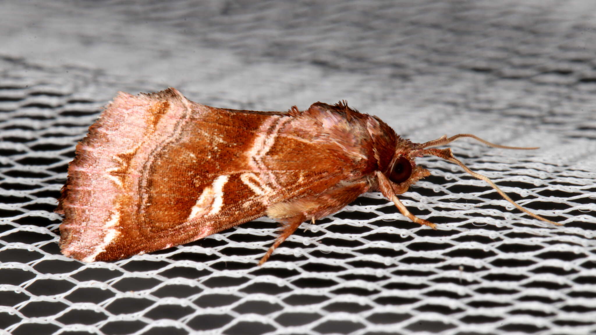 Image of Callopistria ferruginea Hampson 1908