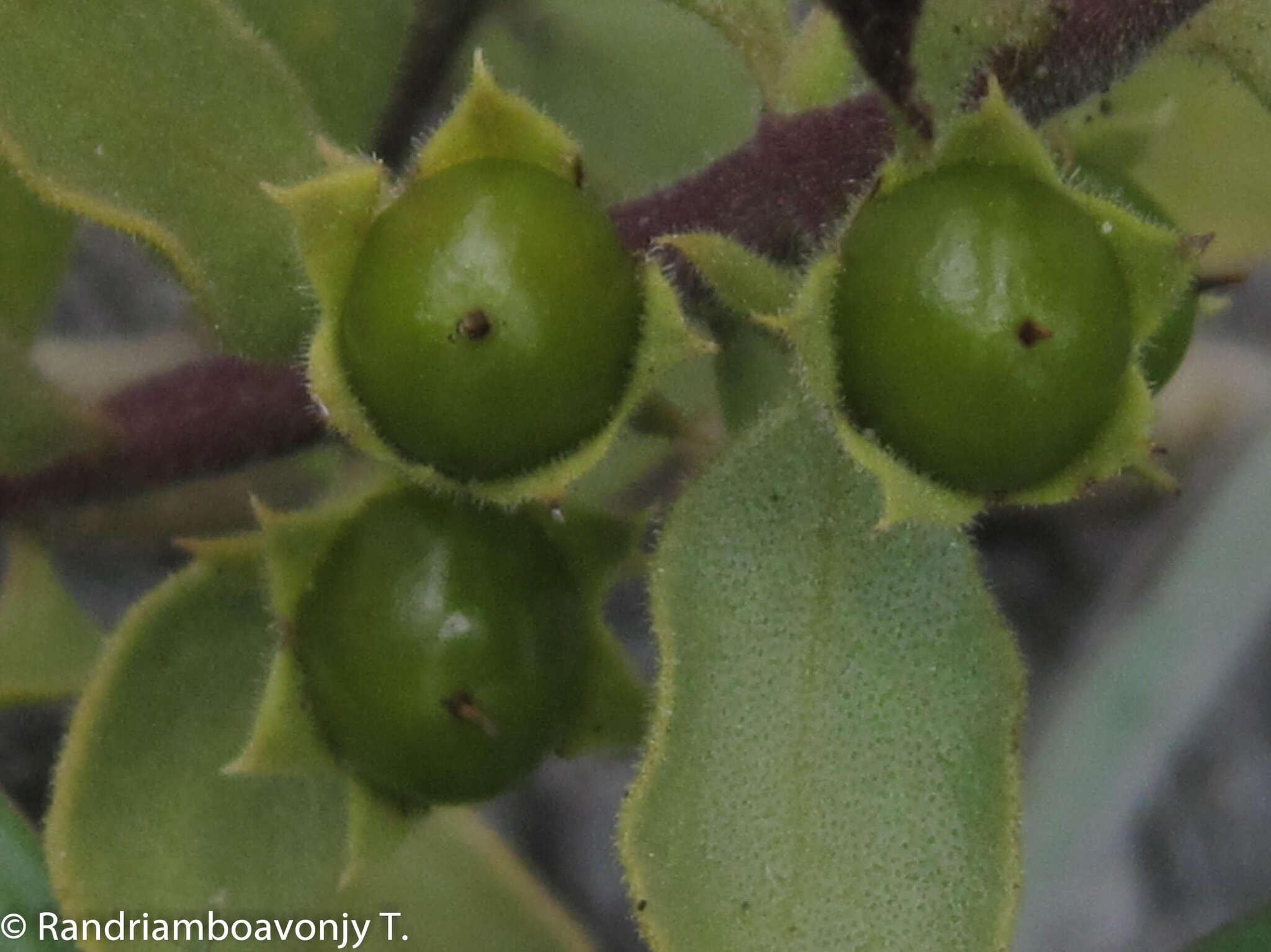 Image of Radamaea montana Benth.