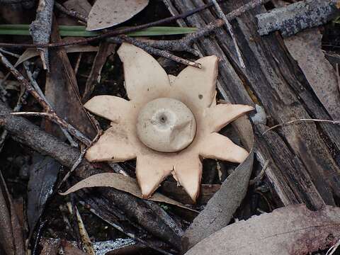 Image of Cycloderma indicum Klotzsch 1832