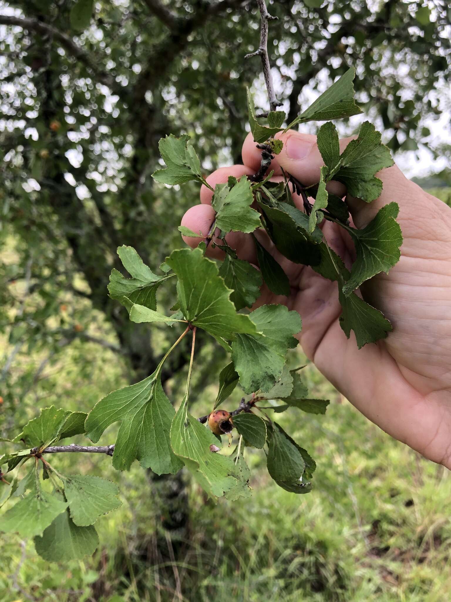 Image of Crataegus lassa Beadle