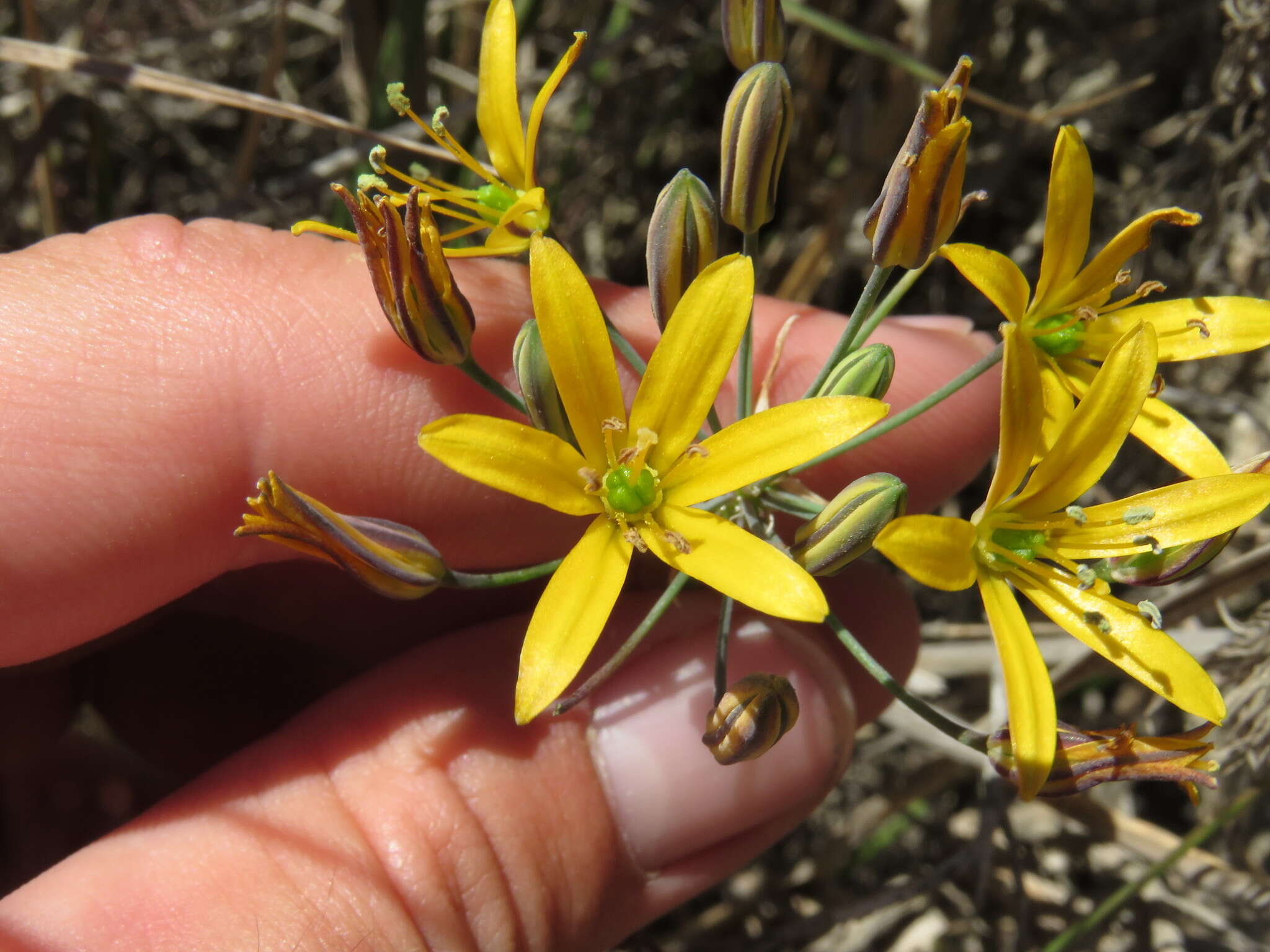 Image of common goldenstar