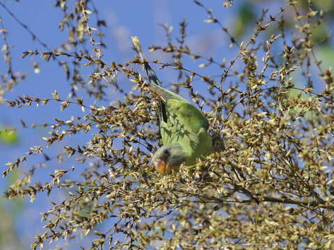 Image of Grey-headed Parakeet