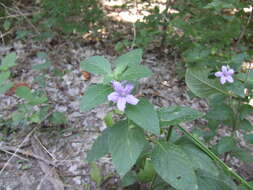 Image of Drummond's wild petunia