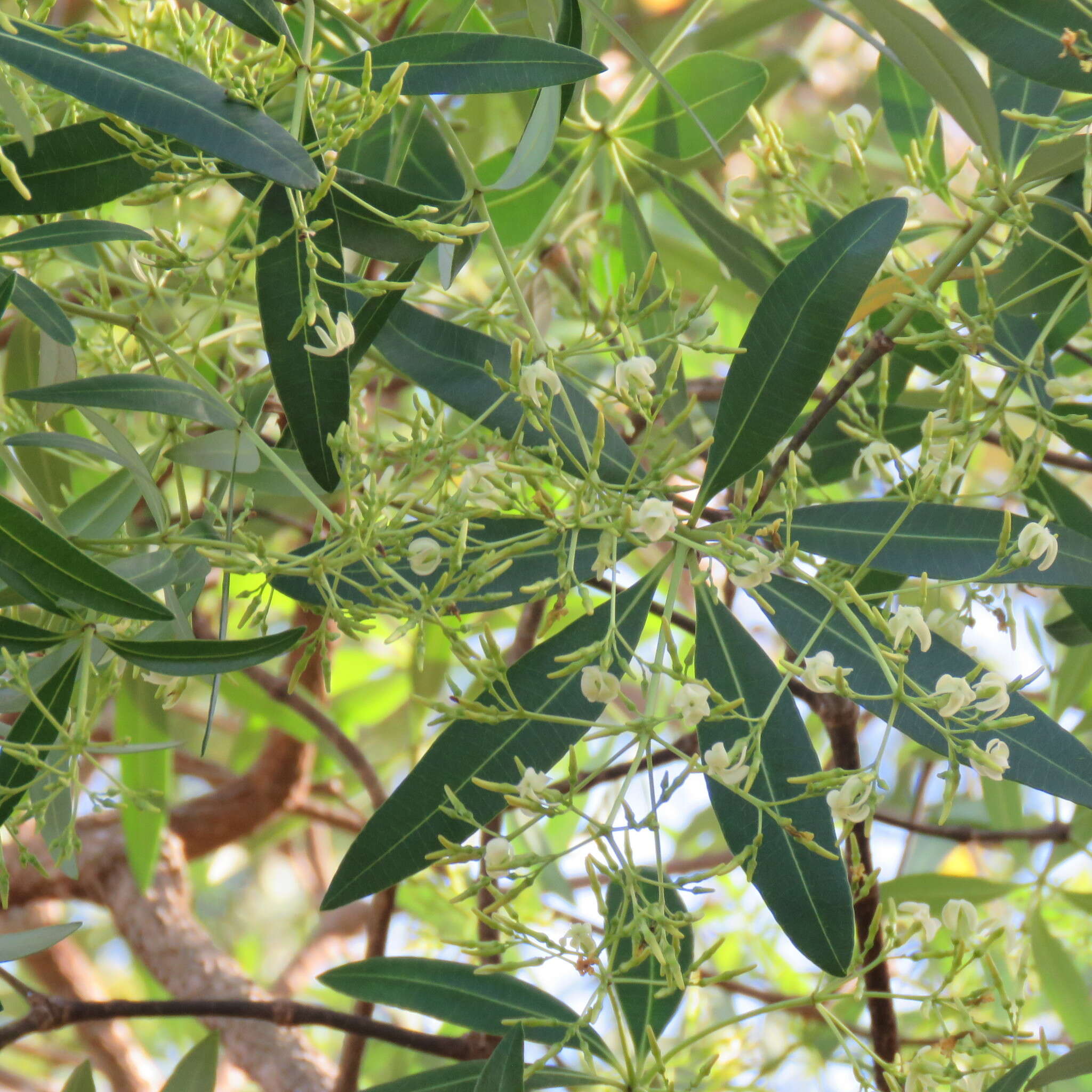 Alstonia actinophylla (Cunn.) Schumann的圖片