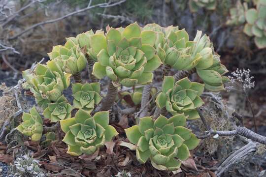 Image of Aeonium lancerottense (Praeger) Praeger