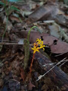 Image of Voyria kupperi (Suessenguth) P. Ruyters & P. J. M. Maas