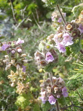 Image of Pseudodictamnus africanus