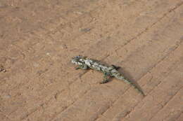 Image of Eastern Cape Dwarf Chameleon