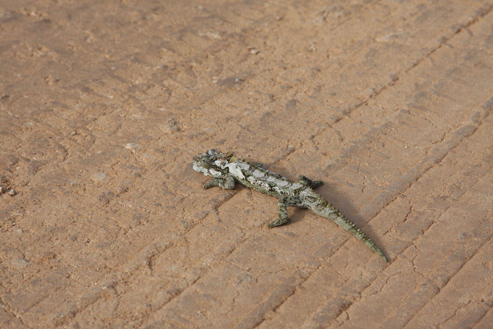 Image of Eastern Cape Dwarf Chameleon