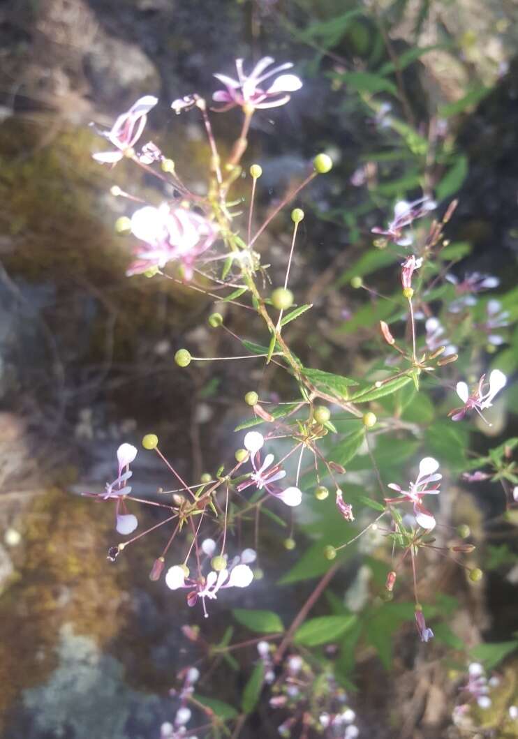 Image of Lopezia miniata DC.