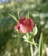 Image of red pea