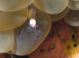 Image of Bubble coral shrimp