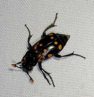 Nicrophorus (Nicrophorus) didymus (Brullé 1836) resmi