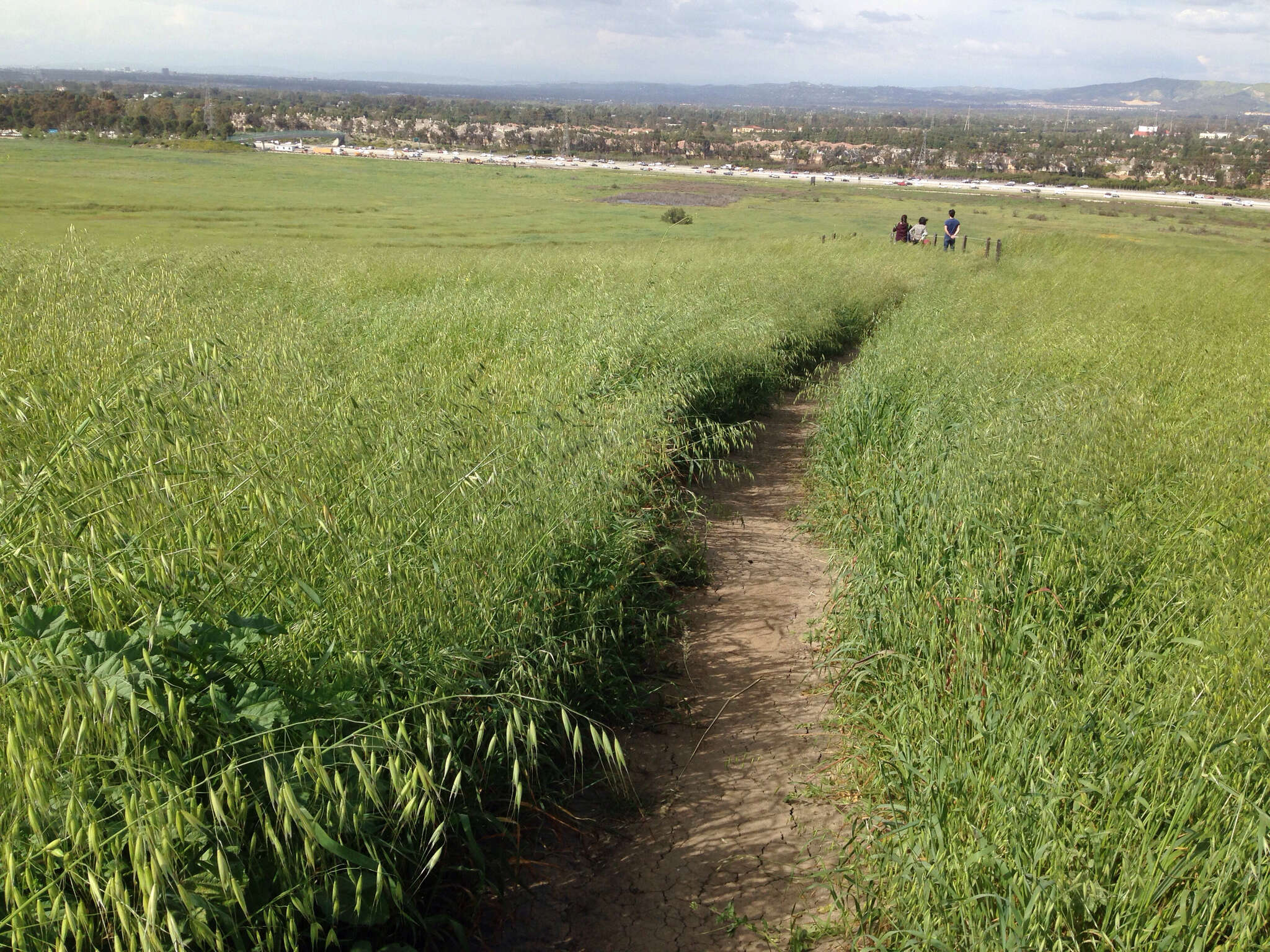 Image of wild oat