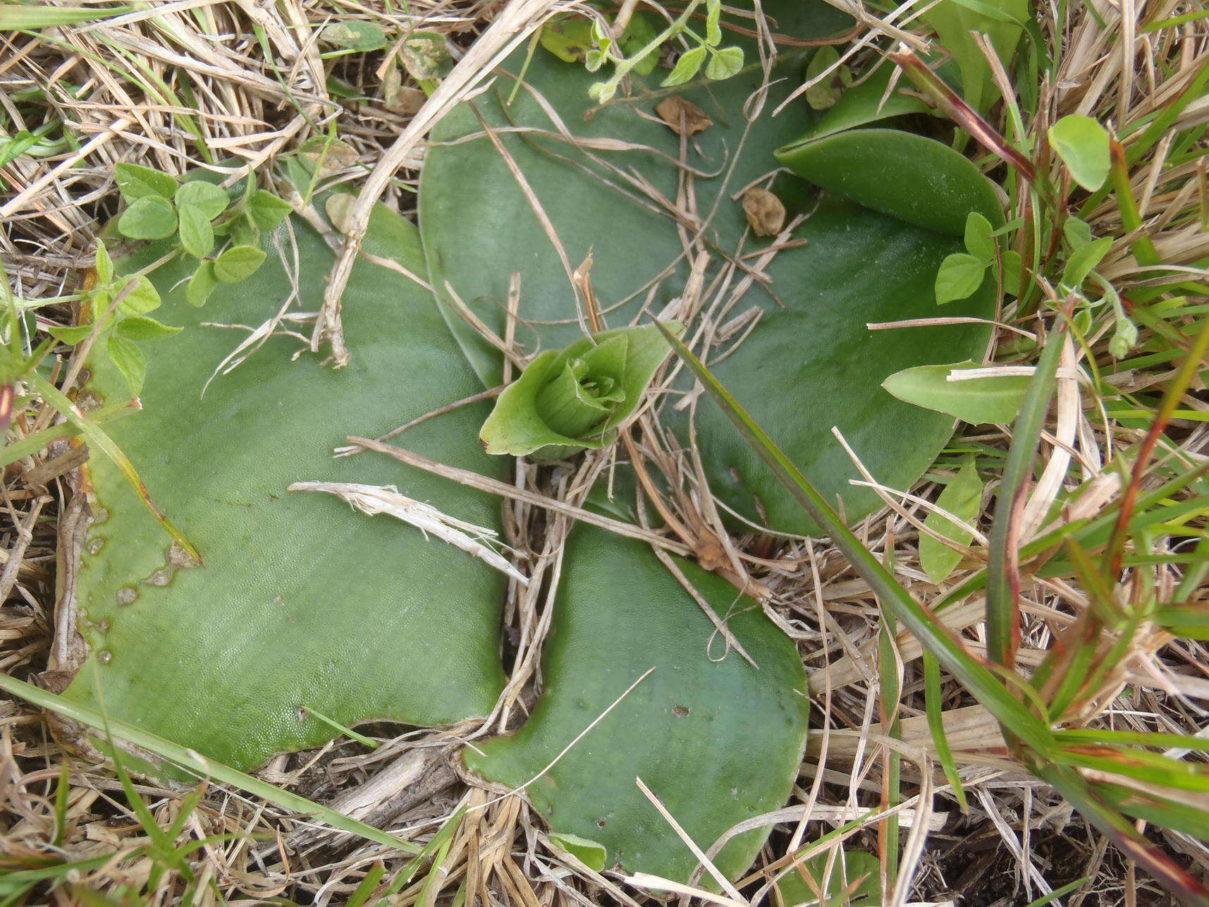 Image of Satyrium princeps Bolus