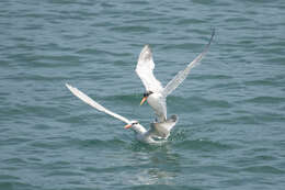 Image of Elegant Tern