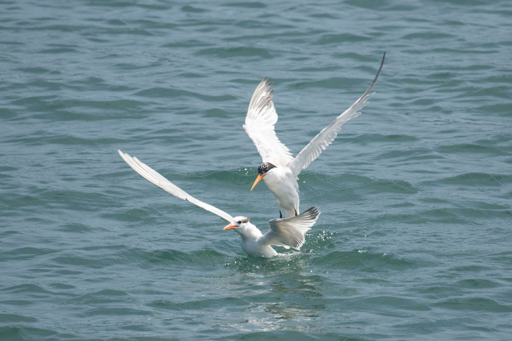 Image of Elegant Tern