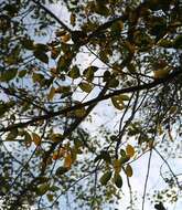 Image of Ficus talbotii King