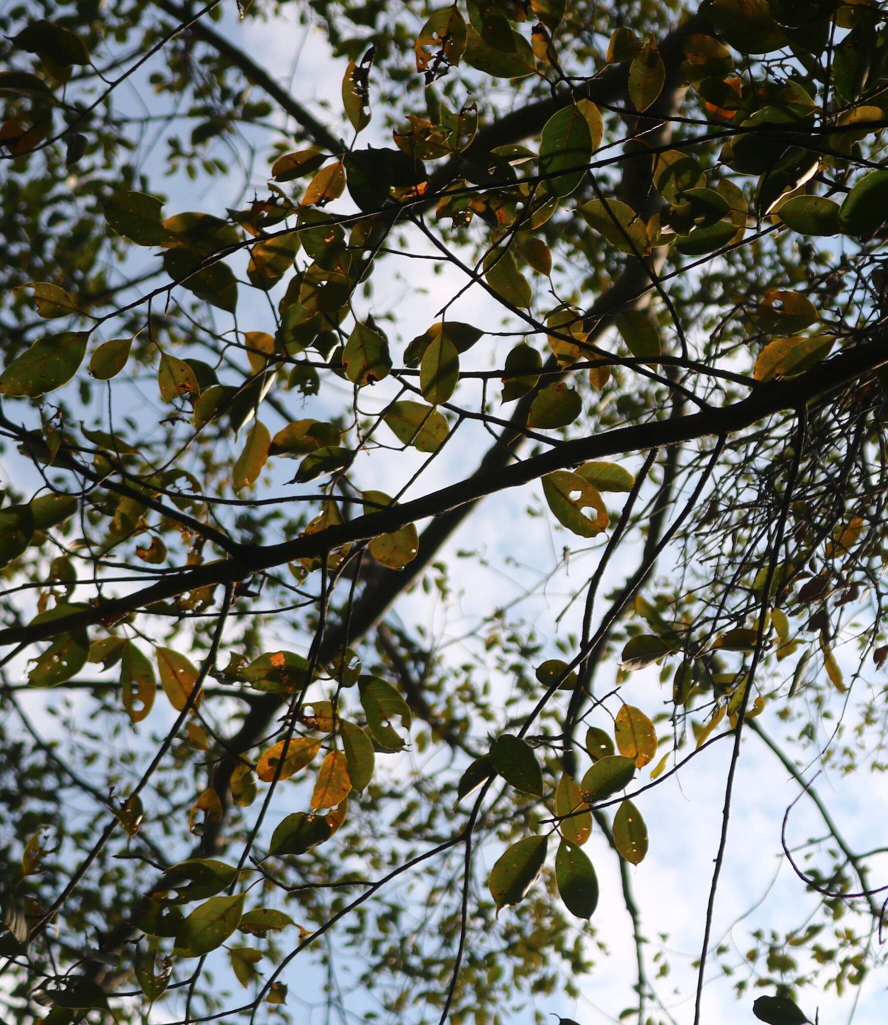 Image of Ficus talbotii King