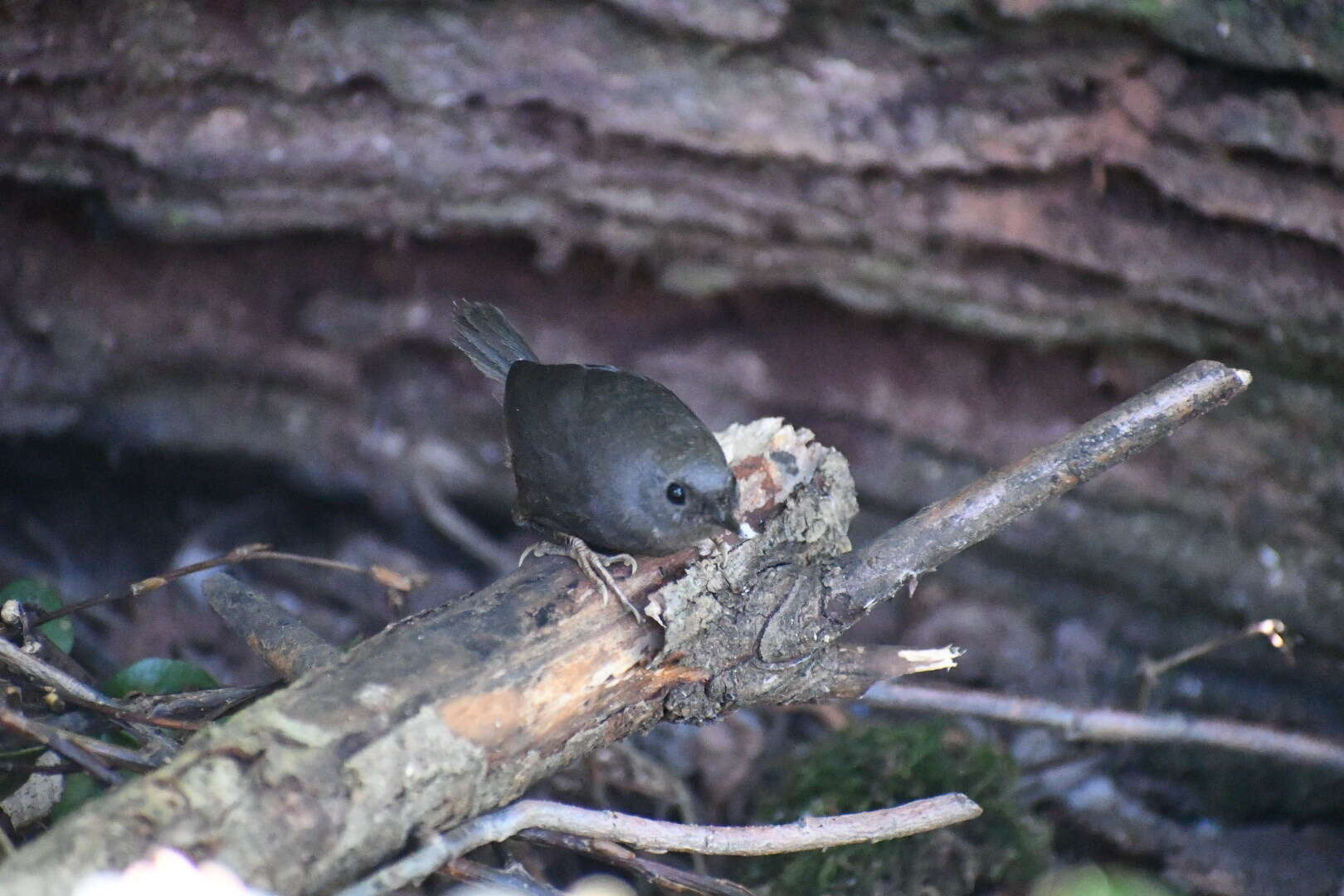 Image of Magellanic Tapaculo