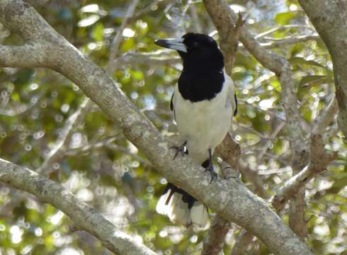 Imagem de Cracticus nigrogularis (Gould 1837)