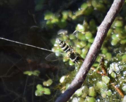 Image of Syrphid fly