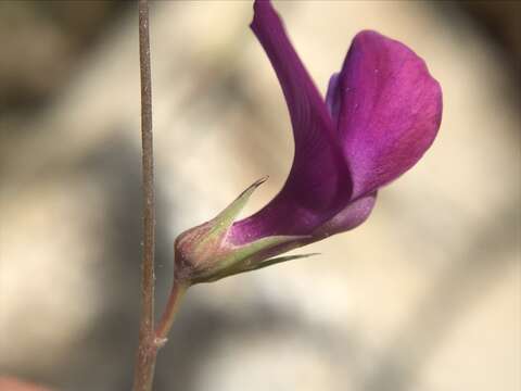 Lathyrus angulatus L.的圖片