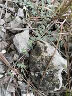 Image of Wedge spurge