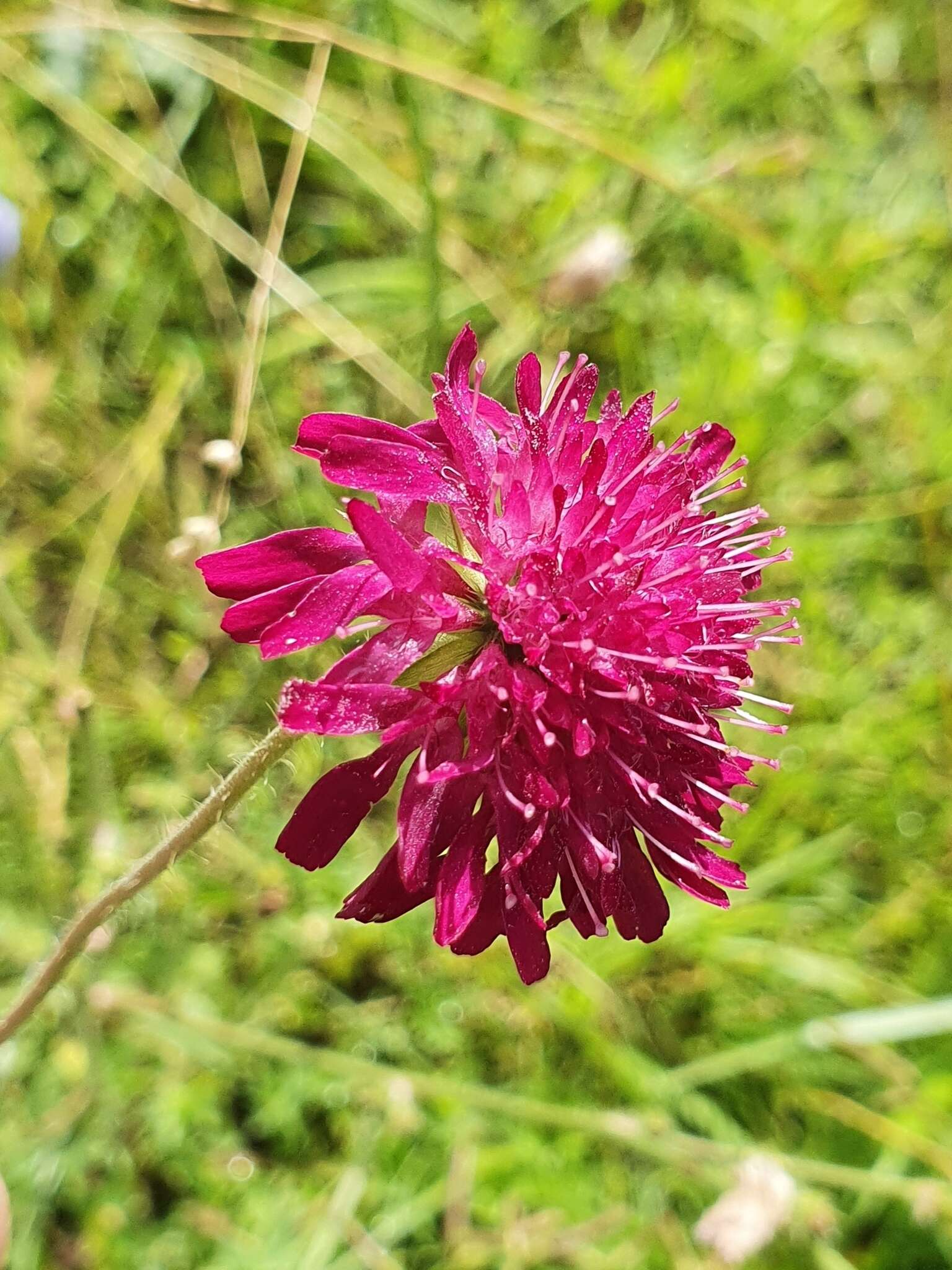 Слика од Knautia macedonica Griseb.