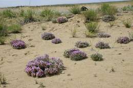 Image of Oxytropis aciphylla Ledeb.