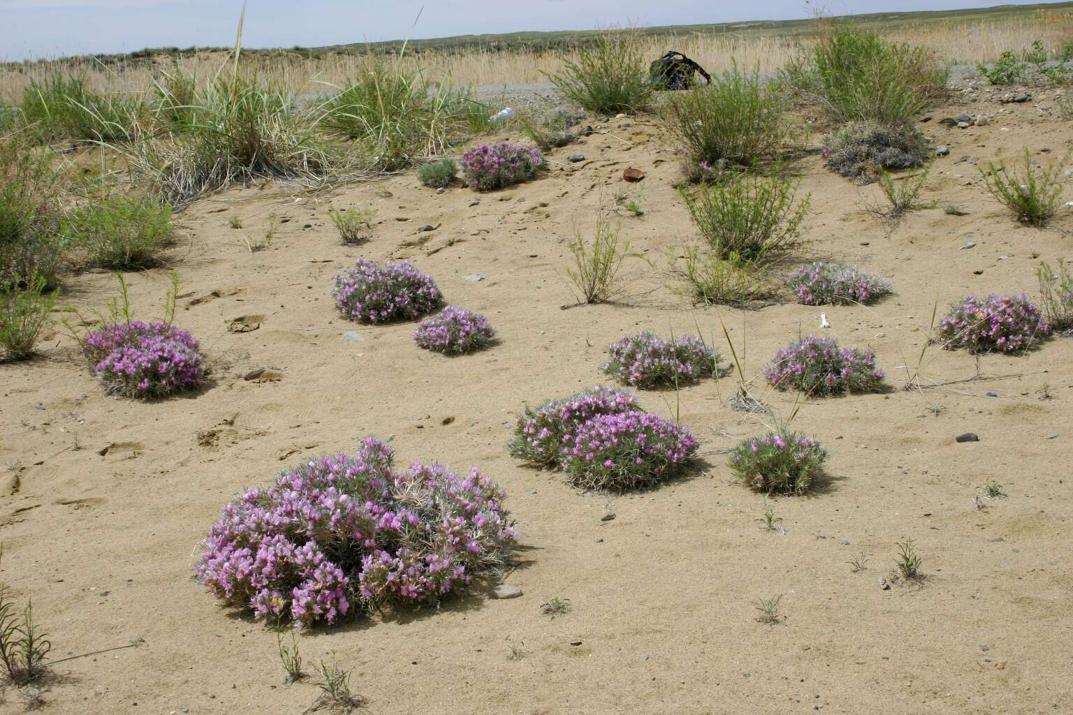 Image of Oxytropis aciphylla Ledeb.