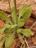 Image of cavedwelling primrose