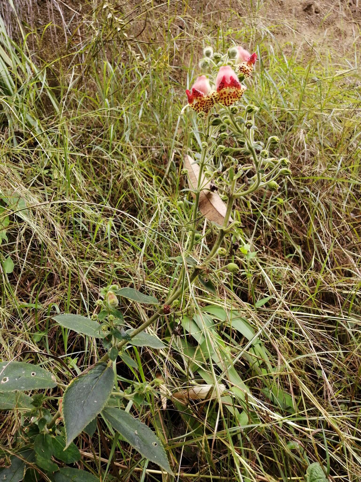 Sivun Kohleria allenii Standl. & L. O. Williams kuva