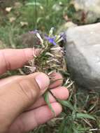 Image de Palmerella debilis subsp. serrata (A. Gray) Lammers